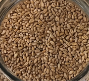 Wheat Berries, Hard Red, Spring